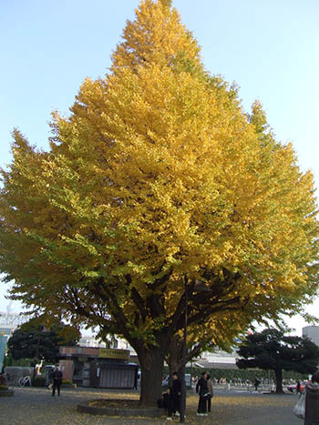 上野公園のイチョウの木の写真
